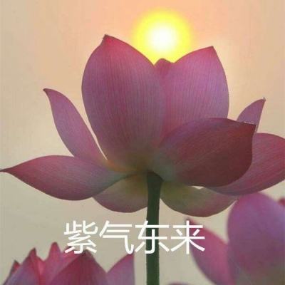 仙萌物语果盘版下载